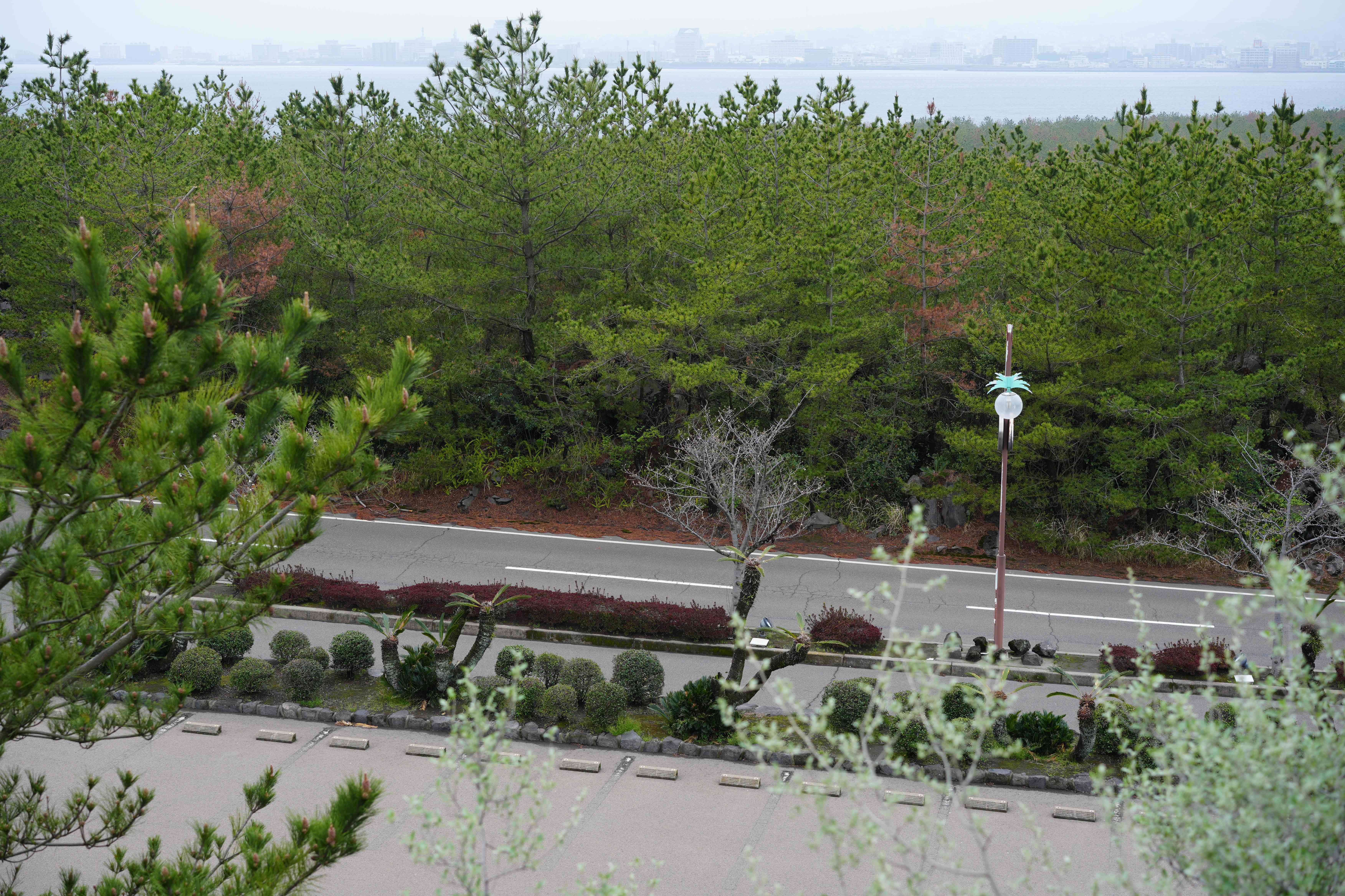 樱岛