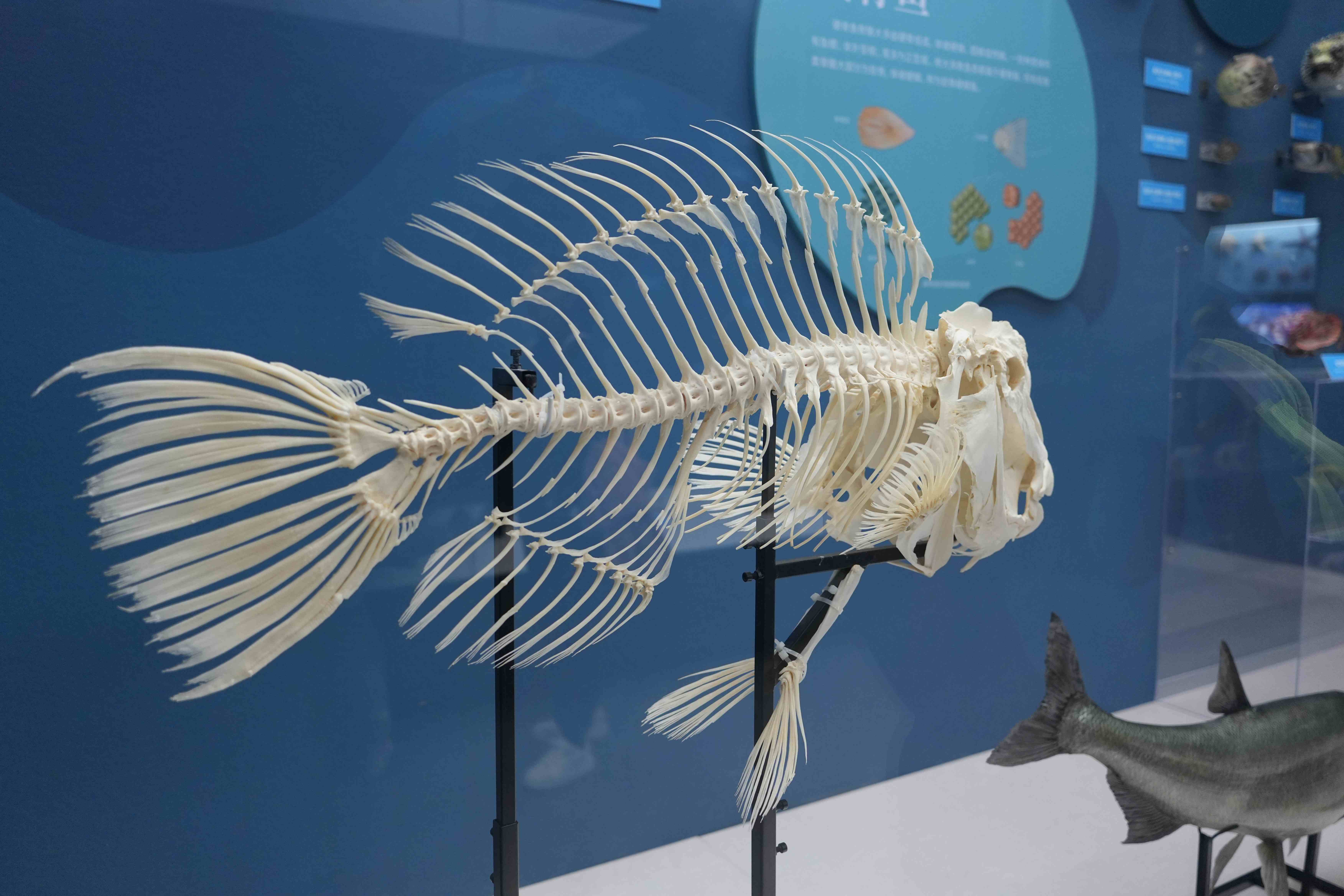 国家自然博物馆