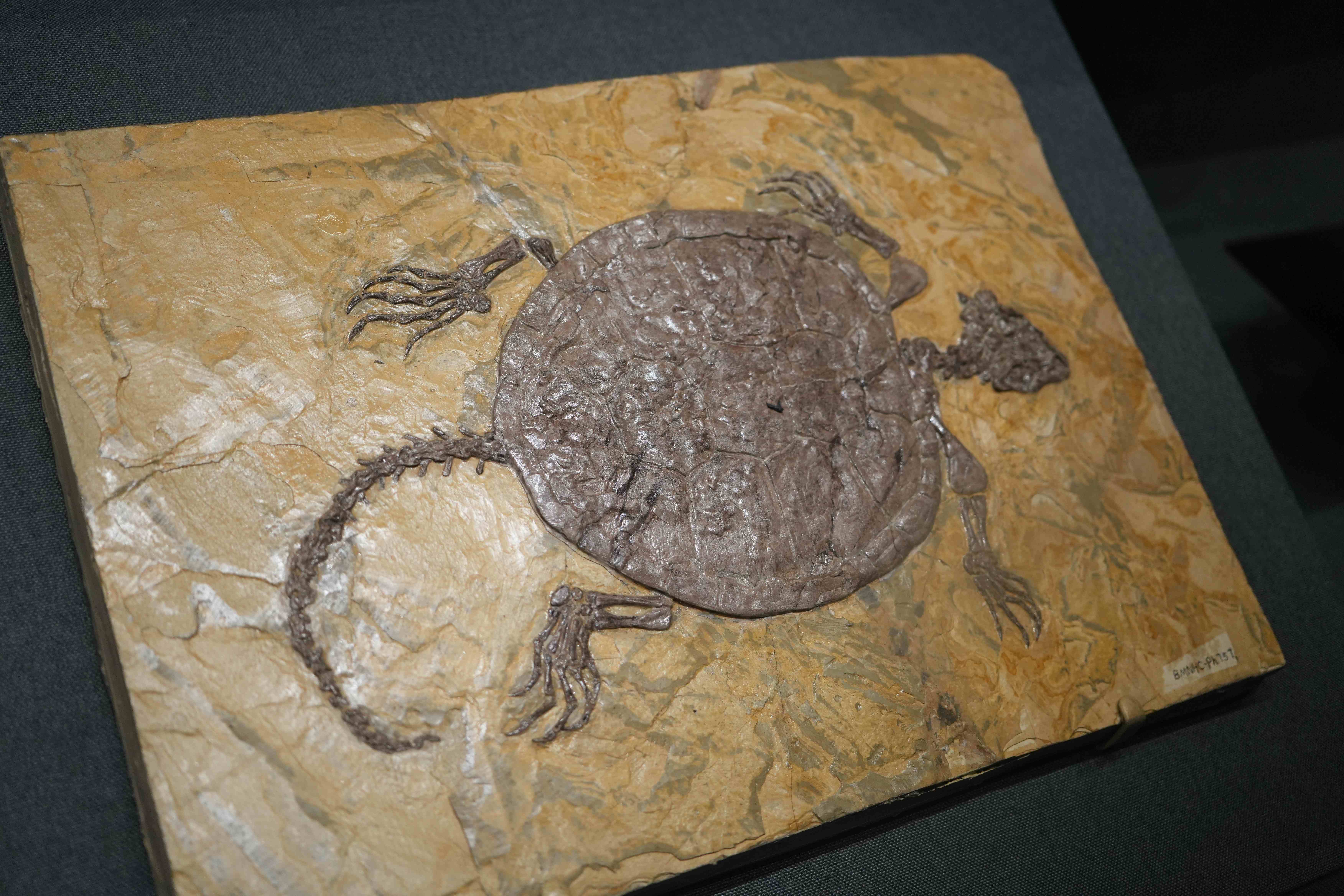 国家自然博物馆