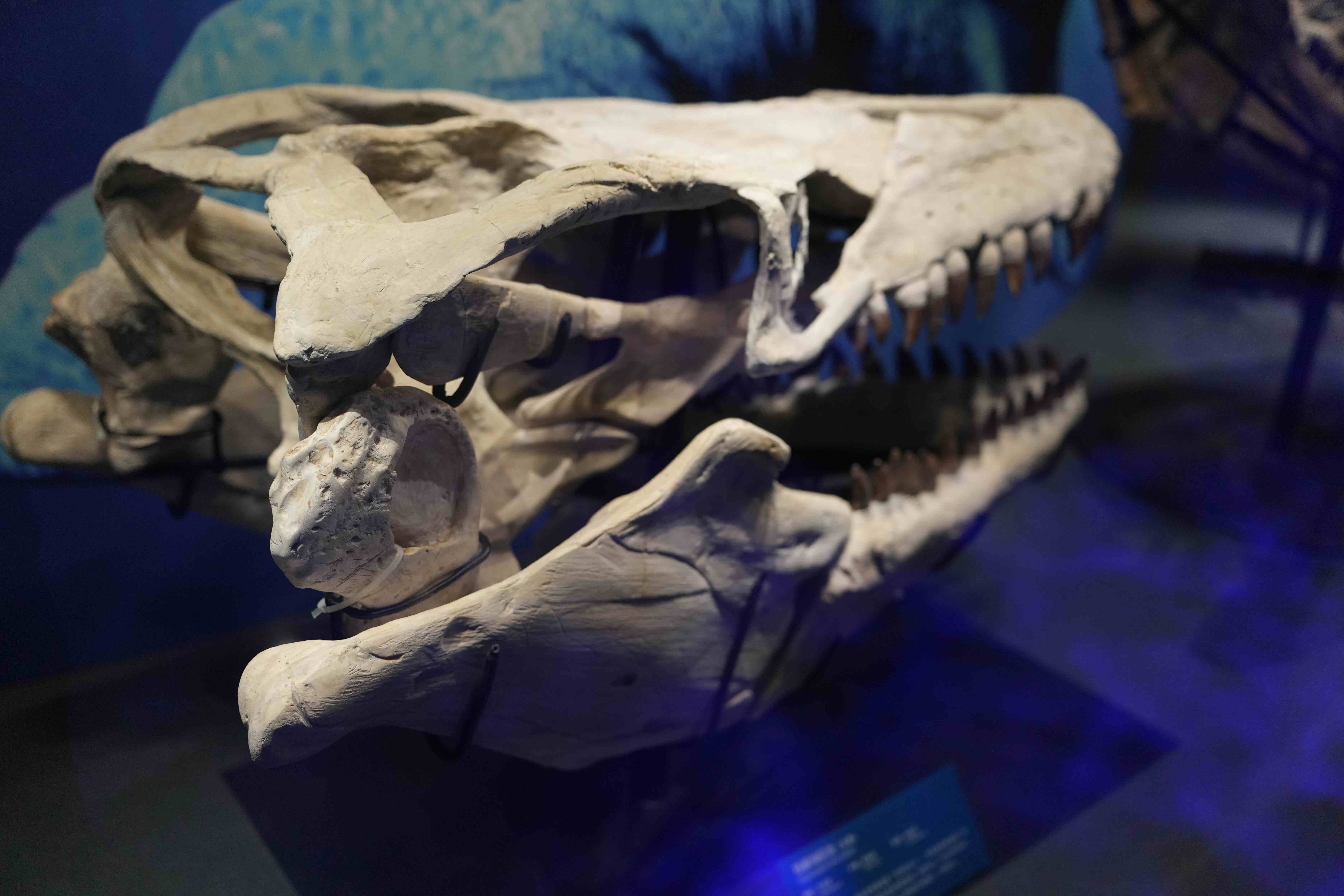 国家自然博物馆