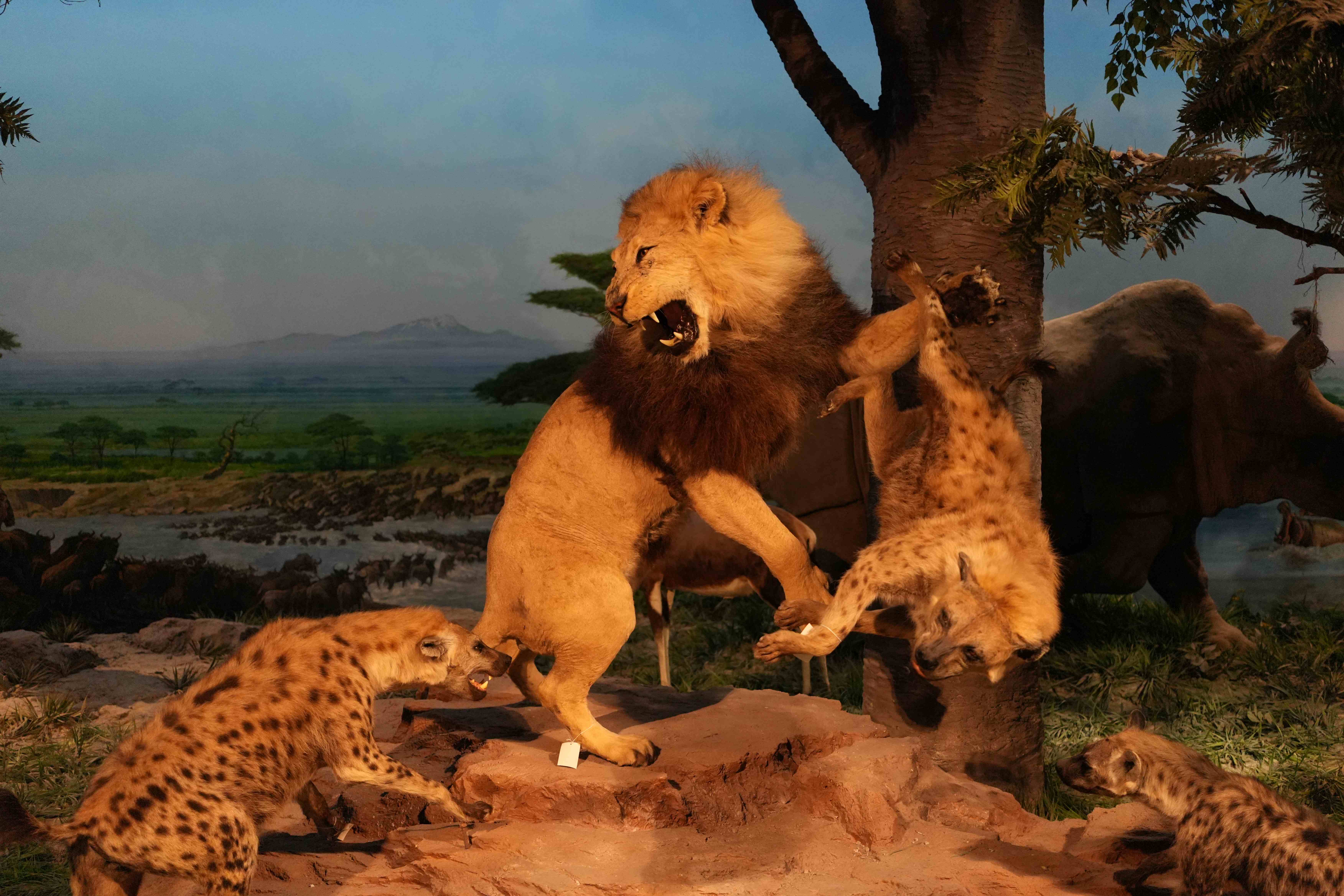 国家自然博物馆